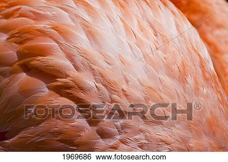 Stock Photograph - Caribbean, Island Of Bonair, Detail Of A Greater Flamingo (Phoenicopterus Rubber). Fotosearch