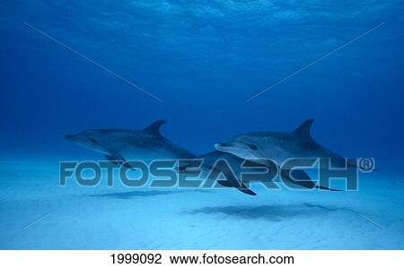 Stock Image - Caribbean, Little Bahama Bank, 3 Atlantic Spotted Dolphins (Stenella Attenuata) B1899. Fotosearch