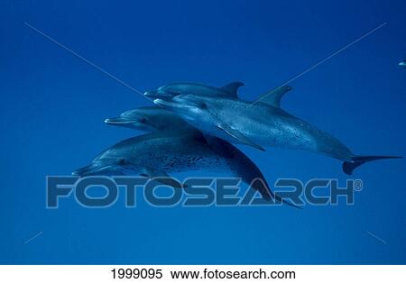 Caribbean, Little Bahama Bank, 4 Atlantic Spotted Dolphins (Stenella) Together B1888 View Large Photo Image Stock Photography - Caribbean, Little Bahama Bank, 4 Atlantic Spotted Dolphins (Stenella) Together B1888. Fotosearch