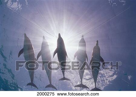 Stock Photography - Caribbean, Little Bahama Bank, 5 Atlantic Spotted Dolphins Silhouette Sunburst Surface (Stenella) D1923. Fotosearch