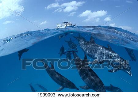 Caribbean, Little Bahama Bank, Atlantic Spotted Dolphins (Stenella) Over/Under, Dive Boat B1896 View Large Photo Image Stock Image - Caribbean, Little Bahama Bank, Atlantic Spotted Dolphins (Stenella) Over/Under, Dive Boat B1896. Fotosearch