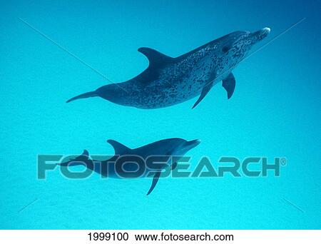 Caribbean, Little Bahama Bank, Atlantic Spotted Dolphins (Stenella) 2 Underwater B1884 View Large Photo Image Stock Image - Caribbean, Little Bahama Bank, Atlantic Spotted Dolphins (Stenella) 2 Underwater B1884. Fotosearch