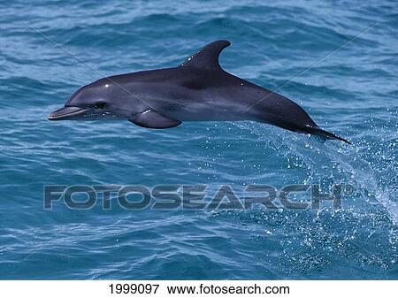 Caribbean, Little Bahama Bank, Atlantic Spotted Dolphin (Stenella) Leaps From Ocean B1887 View Large Photo Image Stock Photo - Caribbean, Little Bahama Bank, Atlantic Spotted Dolphin (Stenella) Leaps From Ocean B1887. Fotosearch