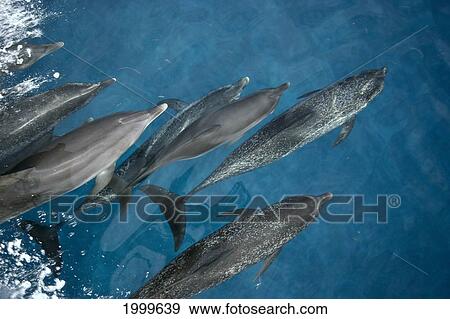 Stock Photo - Caribbean, Little Bahama Bank, Atlantic Spotted Dolphins (Stenella) Pod, Overview, Surface C1982. Fotosearch