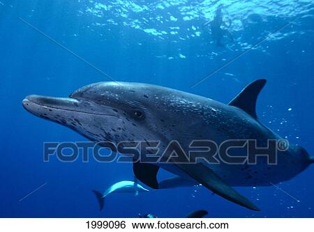 Caribbean, Little Bahama Bank, Atlantic Spotted Dolphin (Stenella) Close-Up View Large Photo Image Stock Photograph - Caribbean, Little Bahama Bank, Atlantic Spotted Dolphin (Stenella) Close-Up. Fotosearch