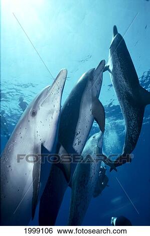 Stock Photograph - Caribbean, Little Bahama Bank, Atlantic Spotted Dolphins, Close-Up (Stenella). Fotosearch