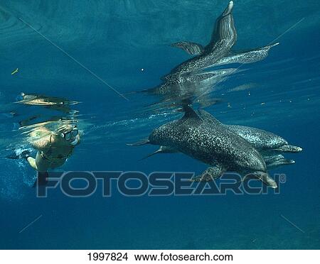 Picture - Caribbean, Little Bahama Bank, Spotted Dolphin Atlantic Stenella With Snorkeler Species A92F. Fotosearch