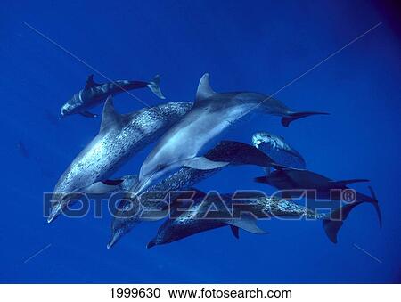 Stock Image - Caribbean, Little Bahama Bank, Spotted Dolphins, Pod Underwater (Stenella Attenuata) C1999. Fotosearch