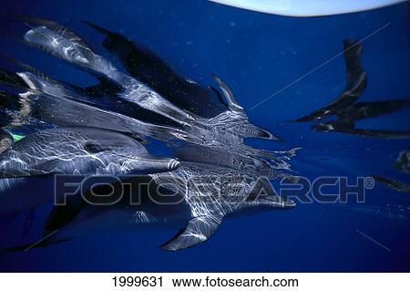 Stock Image - Caribbean, Little Bahama Bank, Spotted Dolphin Pair Near Surface, Reflection (Stenella Attenuata) C1998. Fotosearch