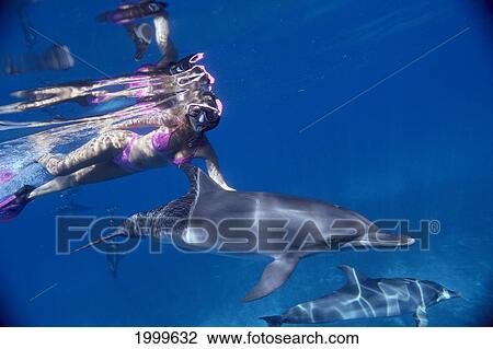 Stock Image - Caribbean, Little Bahama Bank, Spotted Dolphin (Stenella Attenuata) And Snorkeler, Surface C2000. Fotosearch