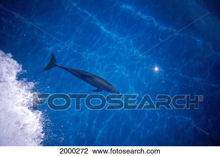 Stock Image - Caribbean, Little Bahama Bank, Spotted Dolphin (Stenella Attenuata) Underwater Water Pattern D1911. Fotosearch