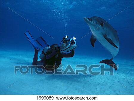 Caribbean, Little Bahama Bank, Spotted Dolphin (Stenella Attenuata) Diver, Camera At Bottom View Large Photo Image Stock Photo - Caribbean, Little Bahama Bank, Spotted Dolphin (Stenella Attenuata) Diver, Camera At Bottom. Fotosearch