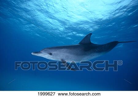Stock Photo - Caribbean, Little Bahama Bank, Spotted Dolphin Near Surface (Stenella Attenuata) C1987. Fotosearch