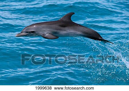 Stock Photo - Caribbean, Little Bahama Bank, Spotted Dolphin (Atlantic) Stenella Leaps At Surface C2001. Fotosearch