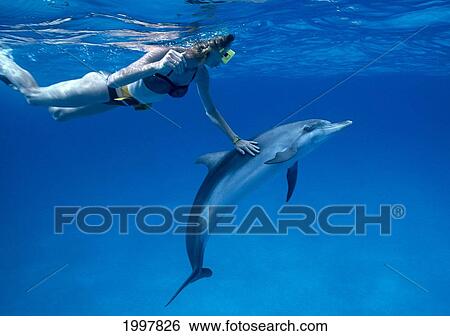 Stock Photograph - Caribbean, Little Bahama Bank, Spotted Dolphin With Snorkeler Atlantic (Stenella) A92D. Fotosearch