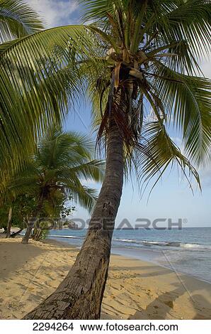 Picture - Caribbean, Magazine Beach; Grenada. Fotosearch