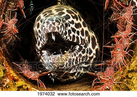 Caribbean, Moray Eel (Gymnothorax Moringa) In Coral Reef Cave; Bonaire View Large Photo Image Stock Image - Caribbean, Moray Eel (Gymnothorax Moringa) In Coral Reef Cave; Bonaire. Fotosearch