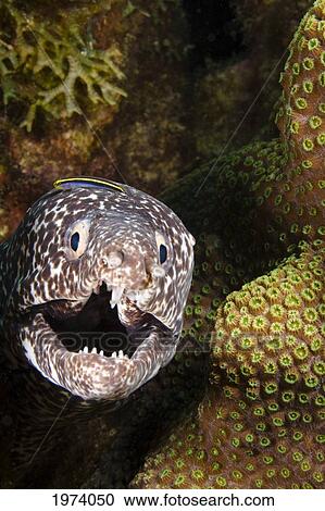 Caribbean, Moray Eel (Gymnothorax Moringa) In Coral Reef Cave; Bonaire View Large Photo Image Stock Image - Caribbean, Moray Eel (Gymnothorax Moringa) In Coral Reef Cave; Bonaire. Fotosearch