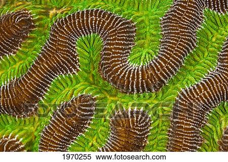 Caribbean, Netherland Antilles, Bonaire, Macro Shot Of Brain Coral (Colpophyllia Sp. A) View Large Photo Image Stock Photography - Caribbean, Netherland Antilles, Bonaire, Macro Shot Of Brain Coral (Colpophyllia Sp. A). Fotosearch
