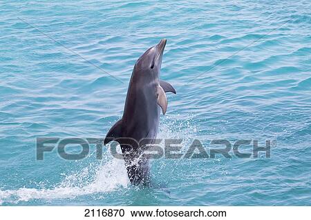 Stock Image - Caribbean, Netherlands Antilles, Curaco, Atlantic Bottlenose Dolphin (Tursiops truncatus) leaps from the water.. Fotosearch