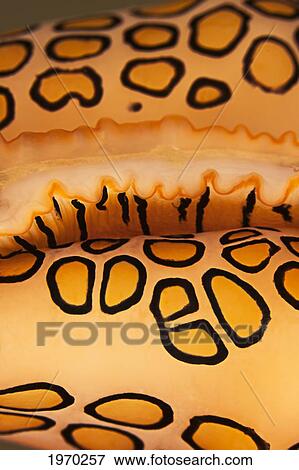 Caribbean, Netherlands Antilles, Bonaire, Macro Of Pattern On A Flamingo Tongue (Cyphoma Gibbosum) View Large Photo Image Stock Photo - Caribbean, Netherlands Antilles, Bonaire, Macro Of Pattern On A Flamingo Tongue (Cyphoma Gibbosum). Fotosearch