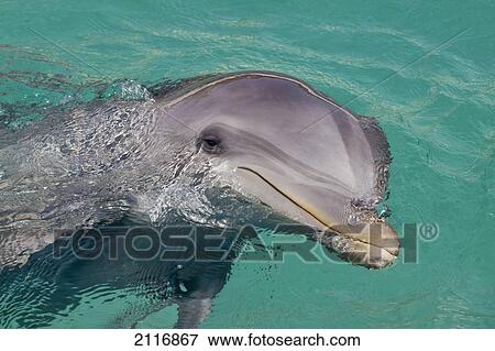 Caribbean, Netherlands Antilles, Curaco, Atlantic Bottlenose Dolphin (Tursiops truncatus) in crystal clear waters. View Large Photo Image Stock Photo - Caribbean, Netherlands Antilles, Curaco, Atlantic Bottlenose Dolphin (Tursiops truncatus) in crystal clear waters.. Fotosearch