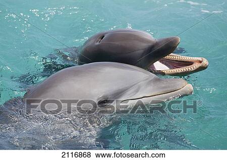 Caribbean, Netherlands Antilles, Curaco, Atlantic Bottlenose Dolphins (Tursiops truncatus) in crystal clear waters. View Large Photo Image Stock Photo - Caribbean, Netherlands Antilles, Curaco, Atlantic Bottlenose Dolphins (Tursiops truncatus) in crystal clear waters.. Fotosearch