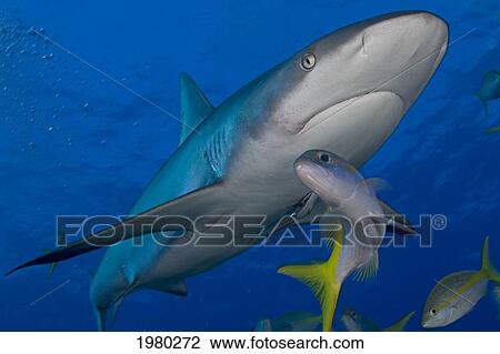 Caribbean Reef Shark (Carcharhinus Perezi) with fish; Bahamas View Large Photo Image Stock Image - Caribbean Reef Shark (Carcharhinus Perezi) with fish; Bahamas. Fotosearch