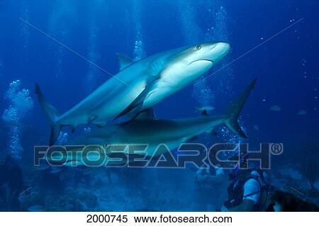 Caribbean, Reef Sharks Being Fed By Divers, Carcharhinus Perezi C2045 View Large Photo Image Stock Photography - Caribbean, Reef Sharks Being Fed By Divers, Carcharhinus Perezi C2045. Fotosearch