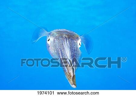 Stock Image - Caribbean, Reef Squid (Sepioteuthis Sepioidea); Bonaire. Fotosearch