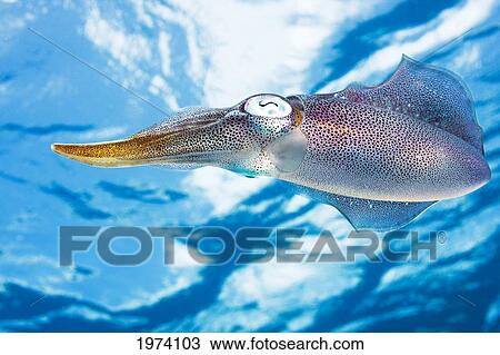 Stock Image - Caribbean, Reef Squid (Sepioteuthis Sepioidea); Bonaire. Fotosearch