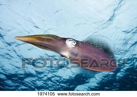 Stock Photography - Caribbean, Reef Squid (Sepioteuthis Sepioidea); Bonaire. Fotosearch