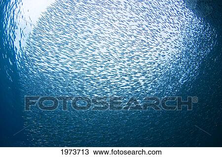 Caribbean, Schooling Baitfish; Bonaire View Large Photo Image Stock Image - Caribbean, Schooling Baitfish; Bonaire. Fotosearch