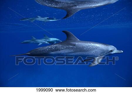 Caribbean, Spotted Dolphin (Stenella Attenuata) 3 With Reflection In Surface B1898 View Large Photo Image Stock Image - Caribbean, Spotted Dolphin (Stenella Attenuata) 3 With Reflection In Surface B1898. Fotosearch