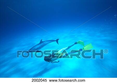Stock Photography - Caribbean, Spotted Dolphin (Stenella Plagiodon) And Snorkeler Near Sandy Bottom. Fotosearch