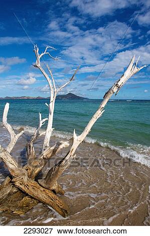 Caribbean, St Kitts and Nevis, Close-up of driftwood; Nevis Island View Large Photo Image Stock Photo - Caribbean, St Kitts and Nevis, Close-up of driftwood; Nevis Island. Fotosearch