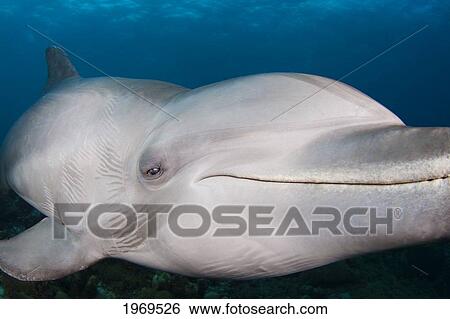 Caribbean, These Atlantic Bottlenose Dolphin (Tursiops Truncatus) Swimming Together. View Large Photo Image Stock Photograph - Caribbean, These Atlantic Bottlenose Dolphin (Tursiops Truncatus) Swimming Together.. Fotosearch