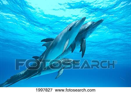 Stock Photo - Caribbean, Three Atlantic Spotted Dolphins Underwater, Side View (Stenella Attenuata) A93G. Fotosearch