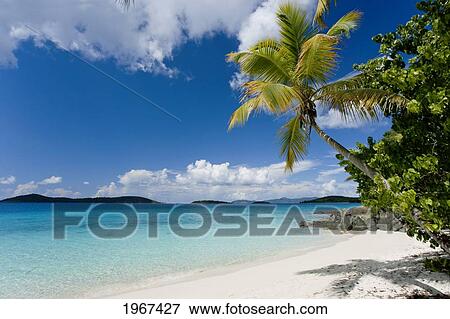 Stock Photo - Caribbean, U. S. Virgin Islands, St. John, Palm Tree Overhanging Beautiful Beach.. Fotosearch