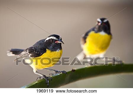 Caribbean, Very Small Bird Attaining Average Length Of 11 Cm; Curacao, Bananaquit (Coereba Flaveola) View Large Photo Image Stock Photo - Caribbean, Very Small Bird Attaining Average Length Of 11 Cm; Curacao, Bananaquit (Coereba Flaveola). Fotosearch