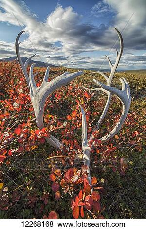 Stock Photo - Caribou antlers in autumn colours on the flanks of Crow Mountain near Old Crow; Yukon, Canada. Fotosearch