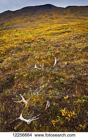 Picture - Caribou Antlers in autumn tundra, Gates of The Arctic National Park & Preserve, Arctic Alaska. Fotosearch