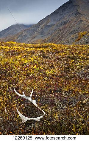 Caribou antlers in autumn tundra, Gates of the Arctic National Park and Preserve; Alaska, United States of America View Large Photo Image Stock Photography - Caribou antlers in autumn tundra, Gates of the Arctic National Park and Preserve; Alaska, United States of America. Fotosearch