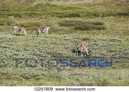 Caribou browsing and drinking from a small pond, Denali National Park, Interior Alaska, Spring View Large Photo Image Stock Photo - Caribou browsing and drinking from a small pond, Denali National Park, Interior Alaska, Spring. Fotosearch