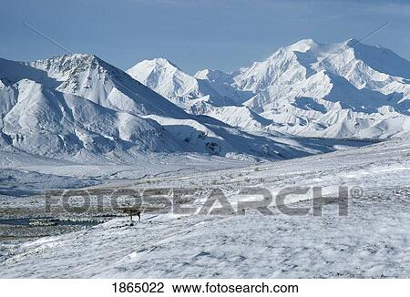 Caribou (Rangifer Tarandus), Alaska Range And Mount Mckinley; Alaska, Usa View Large Photo Image Stock Image - Caribou (Rangifer Tarandus), Alaska Range And Mount Mckinley; Alaska, Usa. Fotosearch
