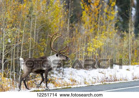 Caribou ( Rangifer tarandus) on the highway; Paxson, Alaska, United States of America View Large Photo Image Picture - Caribou ( Rangifer tarandus) on the highway; Paxson, Alaska, United States of America. Fotosearch