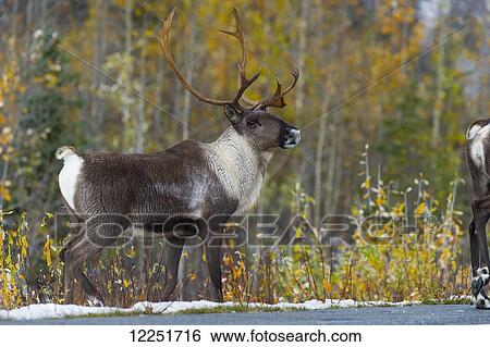 Caribou (Rangifer tarandus) on the side of the highway; Paxson, Alaska, United States of America View Large Photo Image Stock Photograph - Caribou (Rangifer tarandus) on the side of the highway; Paxson, Alaska, United States of America. Fotosearch