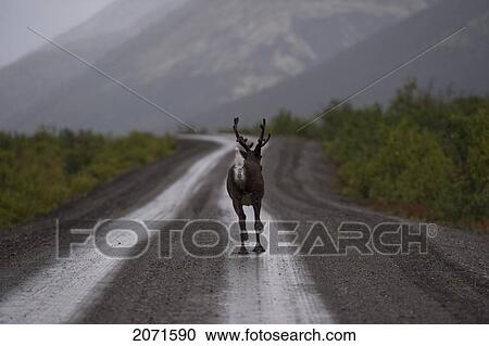 Caribou Running On A Dirt Road, Nahanni National Park, Northwest Territories View Large Photo Image Stock Image - Caribou Running On A Dirt Road, Nahanni National Park, Northwest Territories. Fotosearch