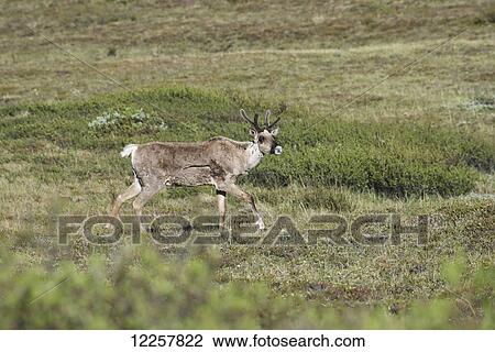 Caribou walking across the tundra in Denali National Park, Interior Alaska, Spring View Large Photo Image Stock Image - Caribou walking across the tundra in Denali National Park, Interior Alaska, Spring. Fotosearch