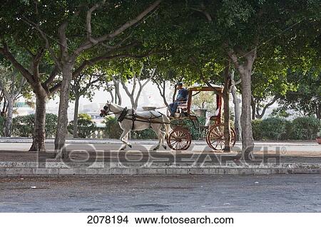 Picture - Carrozin (Horse Carriage), Valletta, Malta. Fotosearch